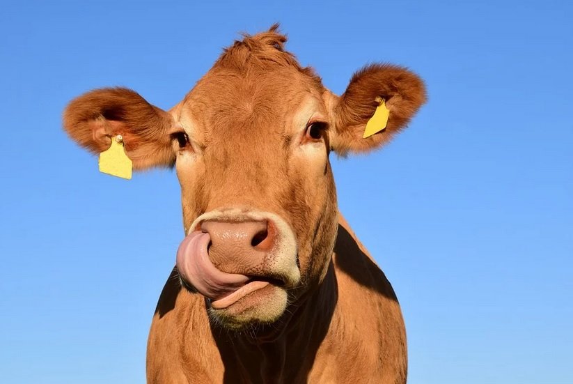Le Grand Conseil valaisan veut permettre aux agriculteurs d'abattre eux-mêmes leur bétail